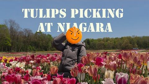 Tulips Picking at Niagara 加拿大尼亞加拉摘鬱金香體驗