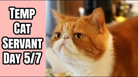 Welcome Home Party... Garfield Style! 🐱🎉