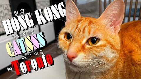 香港貓貓貓在多倫多 Hong Kong Catsss at Toronto