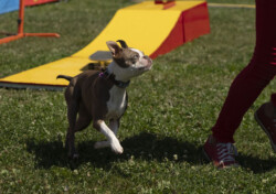 A focused brown and white dog with a blue collar and a purple tag looks attentively to the side, capturing a moment of interest or command during an outdoor activity. The dog is on a grassy field with dog agility equipment in the background. In the foreground, part of a person wearing red pants and red sneakers is visible, suggesting they might be the dog's handler or owner in an agility training session or competition.