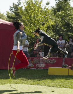 An energetic dog is captured mid-leap above a green performance area at an outdoor event, with a woman looking on with a joyful expression. The background includes an audience watching the performance, and a banner reading 'Melissa Millett's HOLLYWOOF STARS,' suggesting this is a dog performance show. The sunny day and greenery add to the lively atmosphere of the scene.