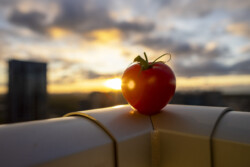 Alt text: "A vibrant red tomato perched on a railing, with the sunset in the background creating a radiant halo around the fruit. The tomato is in sharp focus, while the cityscape and clouds behind it are softly blurred, highlighting the tomato against the dramatic colors of the evening sky."